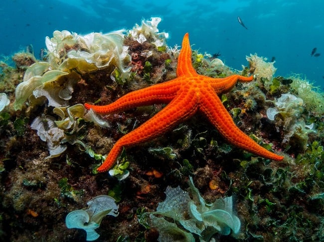 Hình ảnh một chú sao biển dưới đáy đại dương