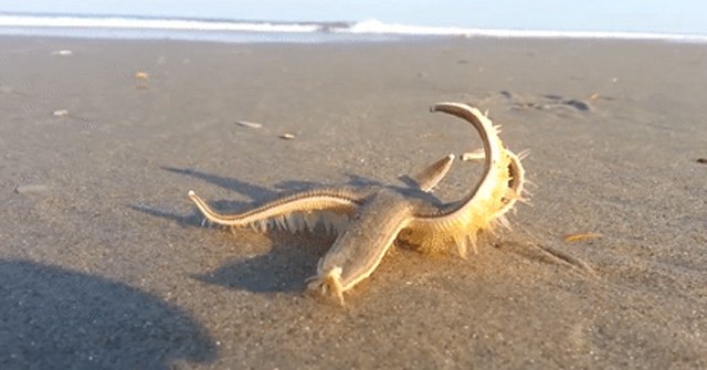 Hình ảnh một con sao biển di chuyển trên cát